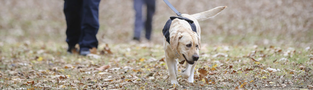 http://tricorinsurance.com/sites/tricorinsurance.com/assets/images/blog-posts/k9-officer3-0016.jpg